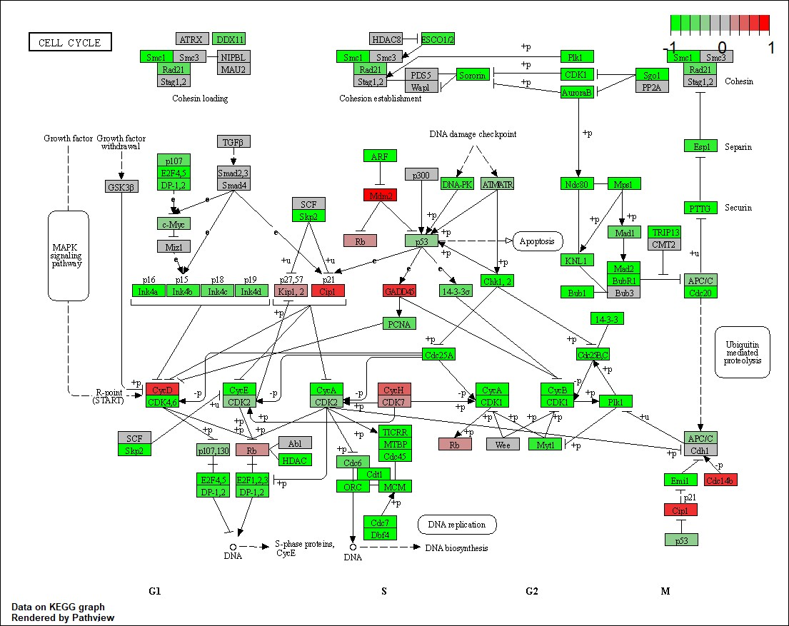 cell cycle pathway